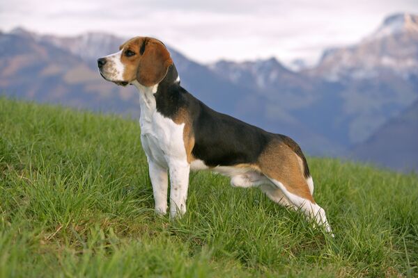 beagle-panakei